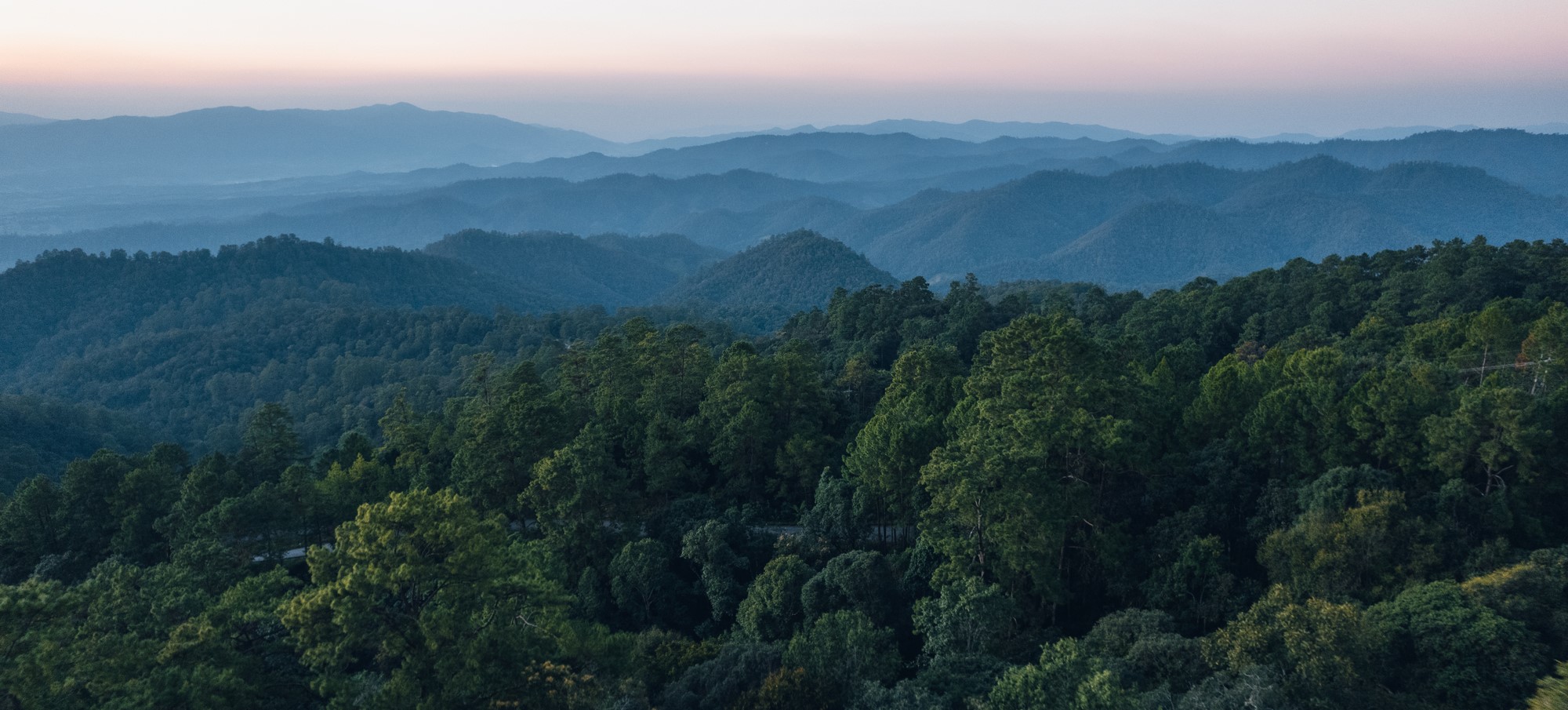 road and forest at dusk